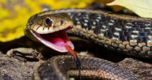 Do garter snakes have fangs