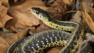 Are garter snakes poisonous