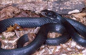 Do black rat snakes eat copperheads