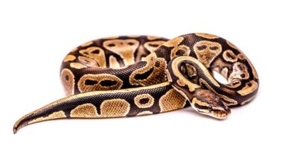 Are carpet pythons aggressive