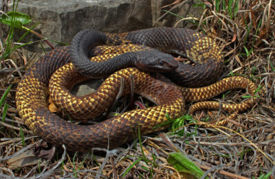 Are coachwhip snakes venomous
