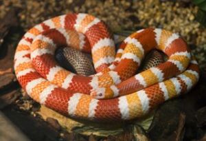 Are milk snakes good pets