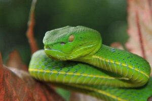 What do rough green snakes eat