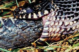 Are king snakes good pets
