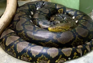 Are carpet pythons aggressive