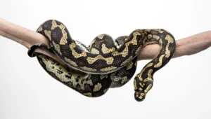 Are carpet pythons venomous? {Yes or No, Find out!}