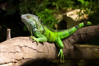 How big does a green iguana get