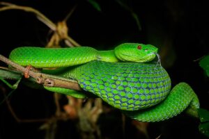 What do rough green snakes eat