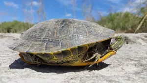 How long can a red eared slider hold its breath