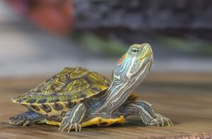 How do turtles show affection to humans