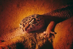 How hot is too hot for a leopard gecko