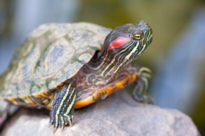 How do turtles show affection to humans