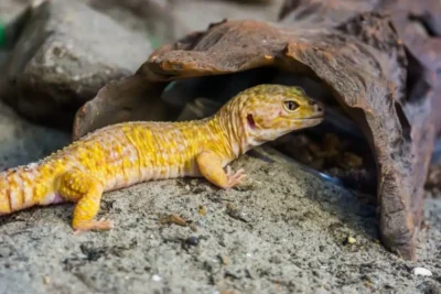 How hot is too hot for a leopard gecko