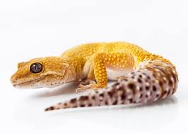 How hot is too hot for a leopard gecko