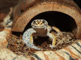 How hot is too hot for a leopard gecko