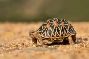 Do turtle shells grow back?