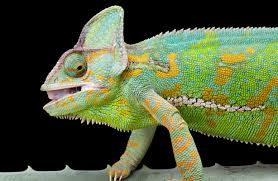 How often do veiled chameleons shed