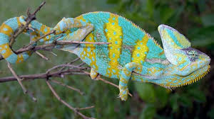 How often do veiled chameleons shed