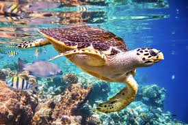 How long can sea turtles stay underwater