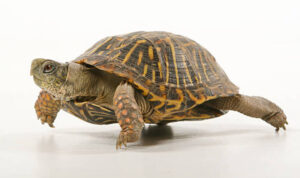 Do turtle shells grow back?