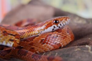 Can a corn snake eat crickets