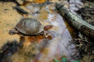 How much water does a box turtle need