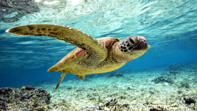 How long can sea turtles stay underwater