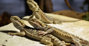 bearded dragon loose stool