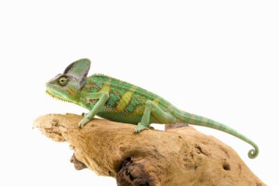 How often do veiled chameleons shed