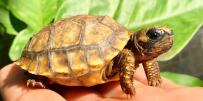 Do turtle shells grow back?