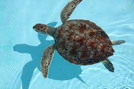 How long can sea turtles stay underwater