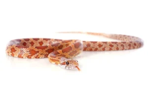 Can corn snakes swim