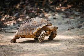 Does tortoise have tail