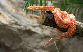 How long can corn snakes go without water