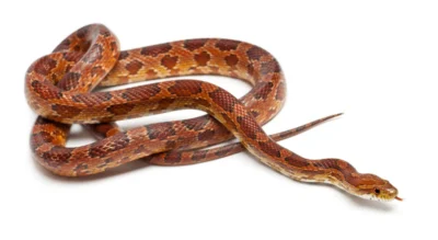 How long can corn snakes go without water