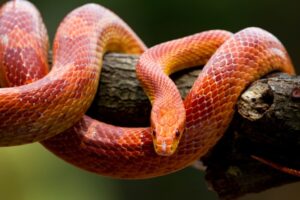 How long can corn snakes go without water