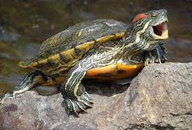 How do turtles show affection to humans