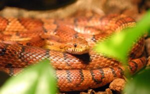 Can a corn snake eat crickets