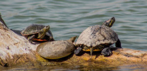 How long can a red eared slider hold its breath
