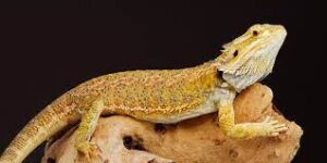 How long can a bearded dragon go without food