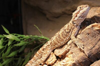 How long can a bearded dragon go without food