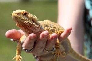 Can you be allergic to a bearded dragon