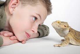 Can you be allergic to a bearded dragon