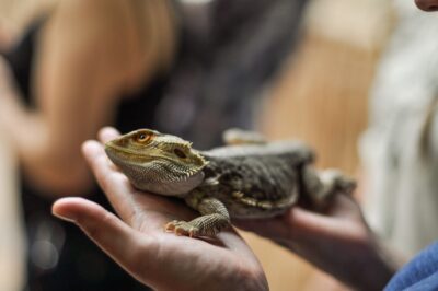 How to treat parasites in bearded dragons at home