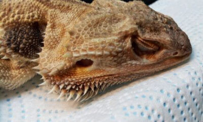 bearded dragon eye infection