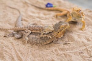 How long can a bearded dragon go without food