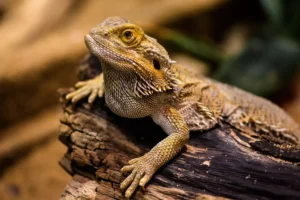 Can bearded dragons get mites