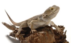 Bearded dragon closing one eye