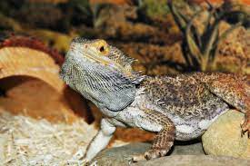 Bearded dragon closing one eye