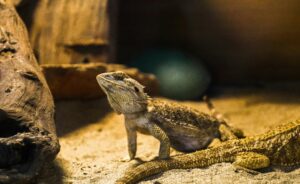 How to treat parasites in bearded dragons at home